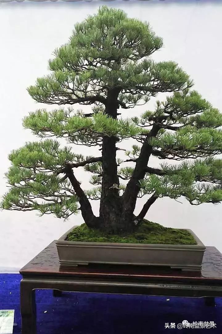 松树在水旱丛林盆景创作中的运用 (松树丛林盆景经典之作)