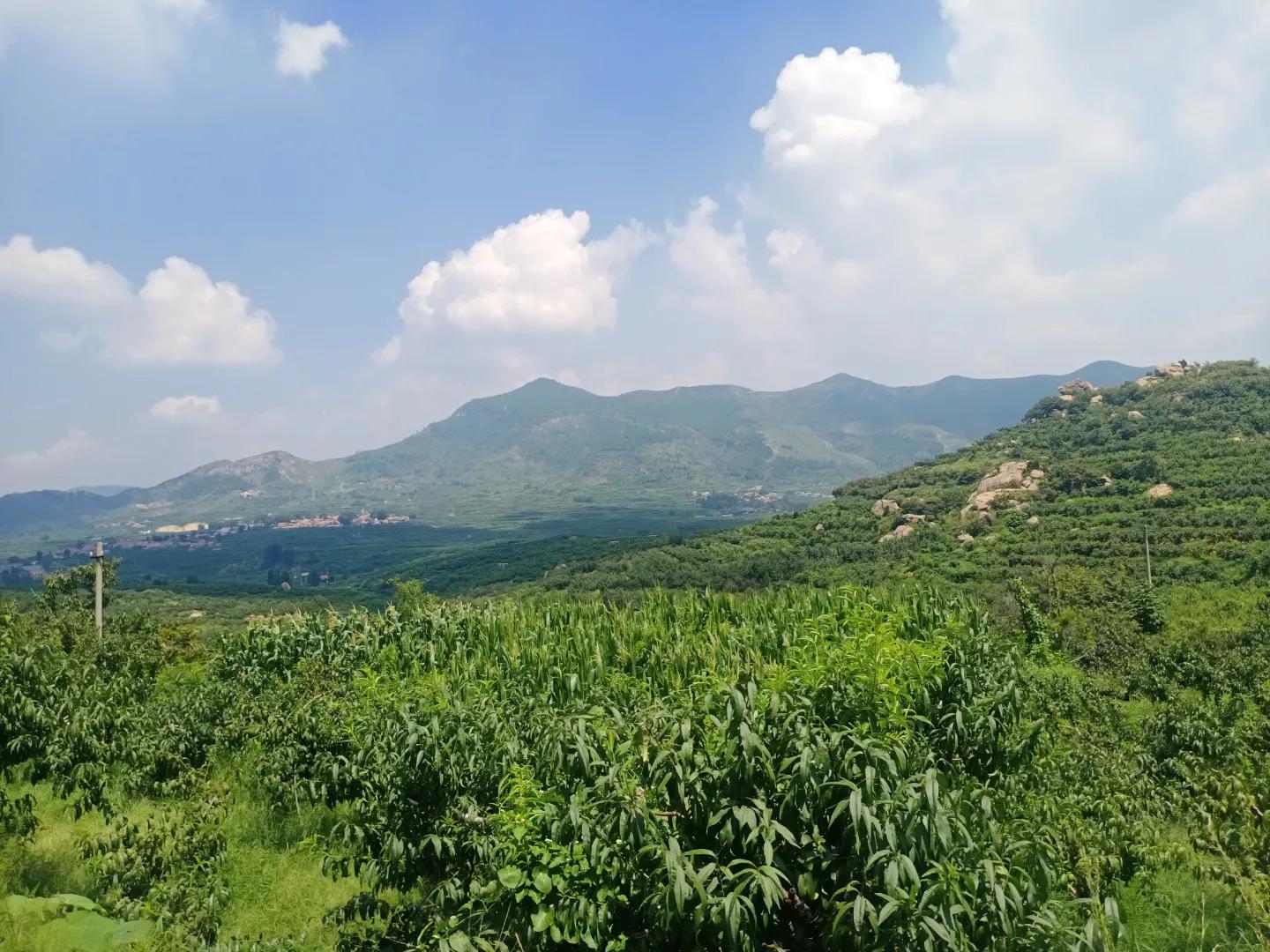 60亩桃园能挣多少钱,10亩桃园一年利润