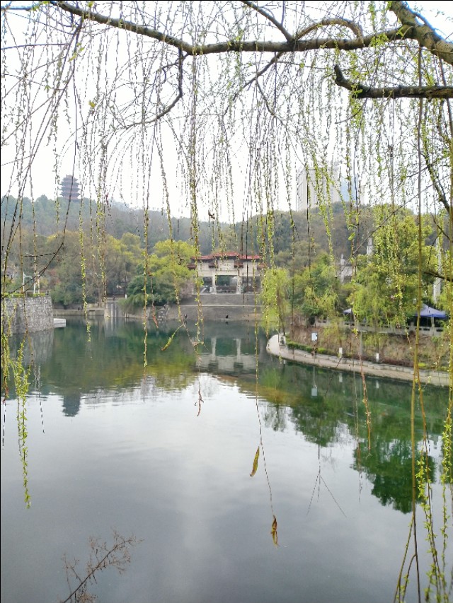 遵义三阁公园内有花吗,遵义三阁公园