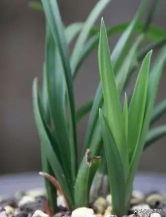 每日一品～中国兰花～春兰茗品～美芬荷