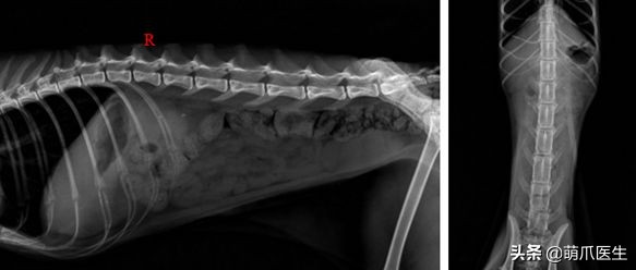 我就是馋猫的身子，没别的！