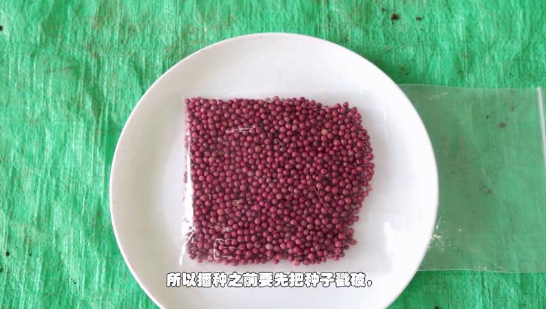 家庭盆栽香菜想要出芽率高，种子处理有技巧，种一盆够一家人吃