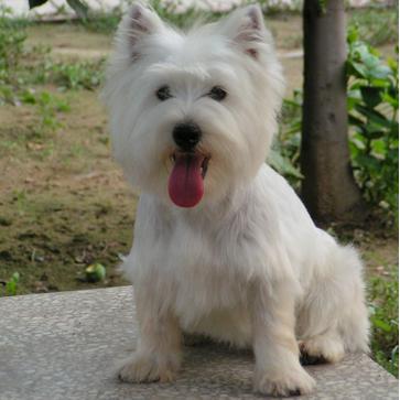 世界上所有的狗品种图片,世界最名贵的狗前十名及其简介