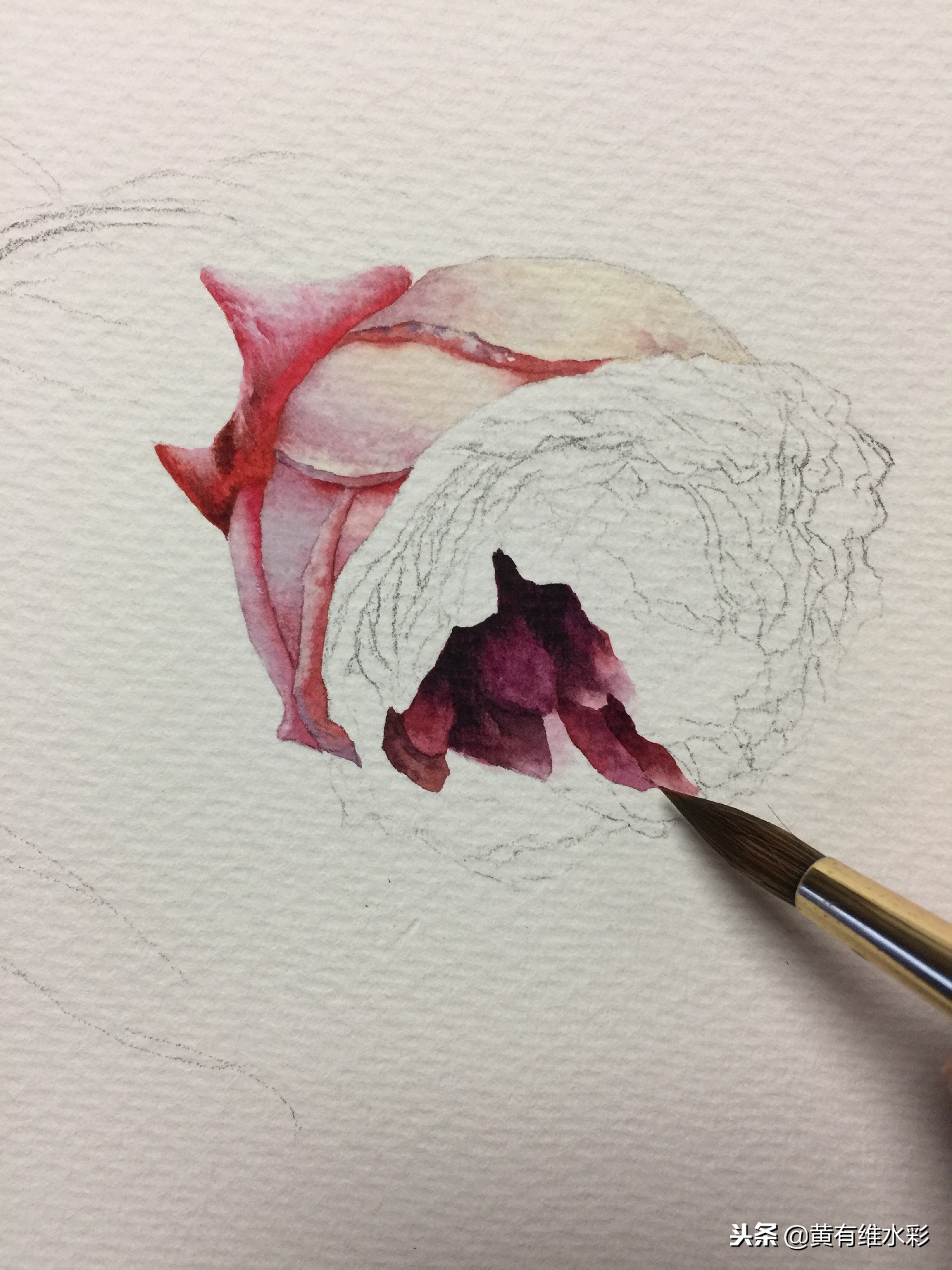水彩绘画教程简单玫瑰,水彩步骤图花卉