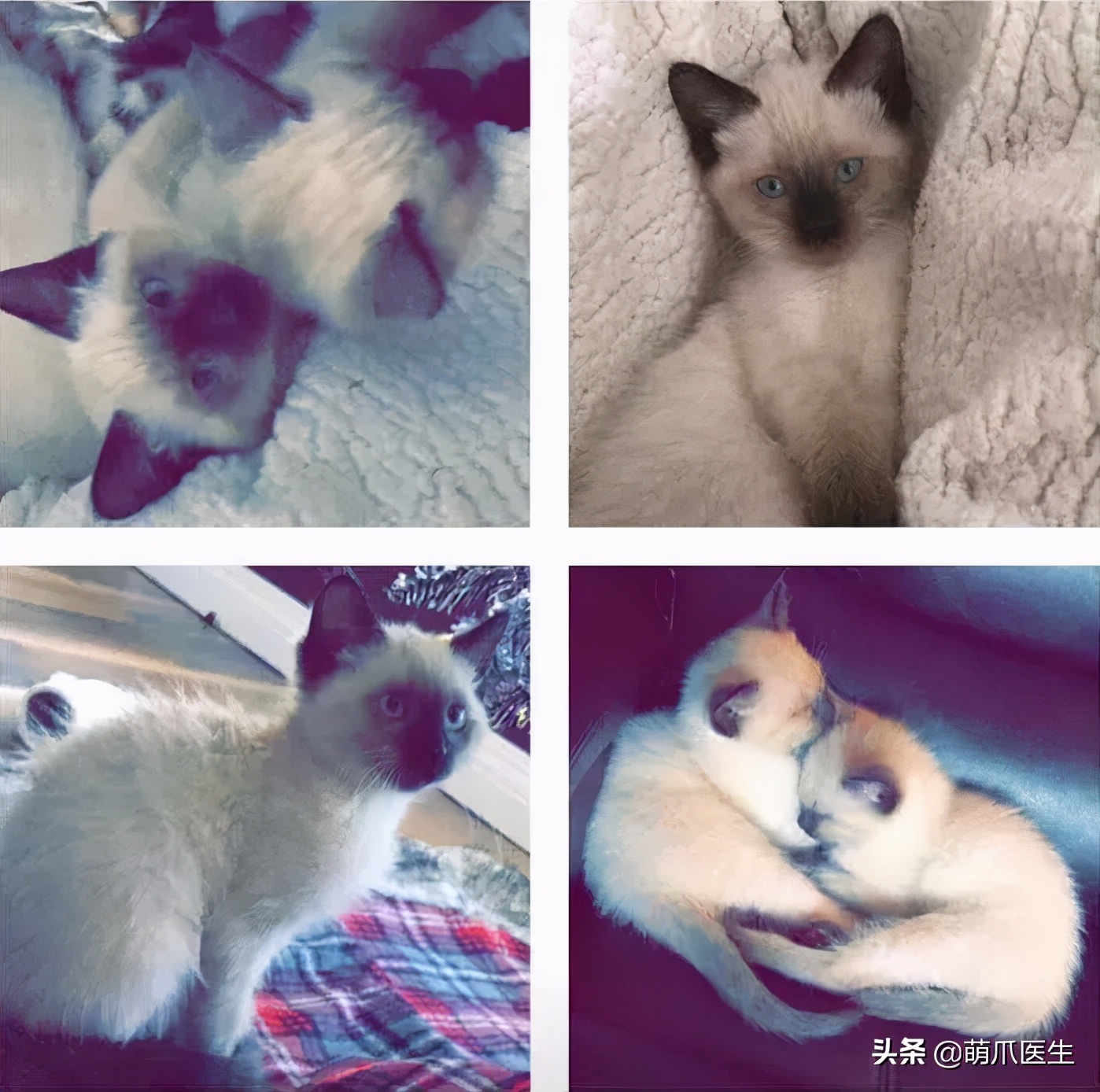 猫咪长大后还认得出兄弟姐妹吗,猫咪长大还记得自己的同胞兄弟吗