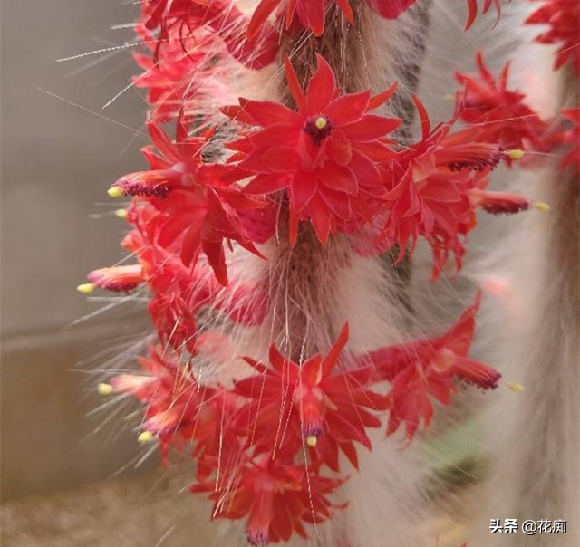 猴尾柱花苞的样子,猴尾柱开花品种大全