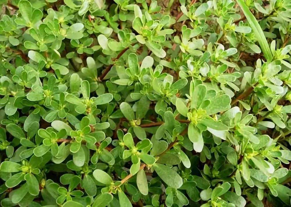 蒸马齿苋的正确做法,家乡美食马齿苋上锅蒸一蒸