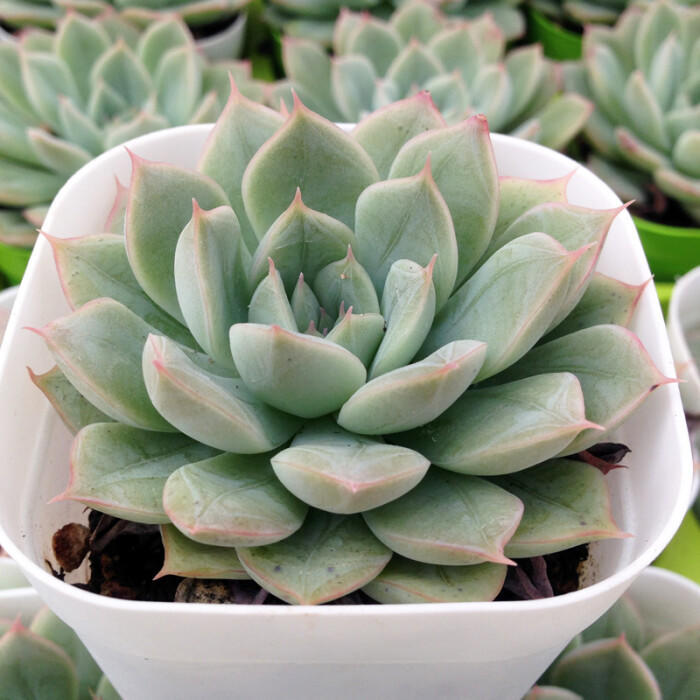 自带颜色又好养的多肉,和月亮仙子多肉相像的品种