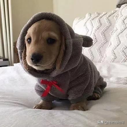 狗狗为什么放出笼子就乱拉乱尿,狗狗乱尿怎么办