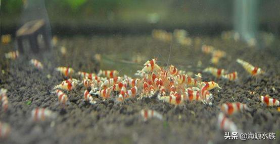 养观赏虾最怕什么,养观赏虾和鱼