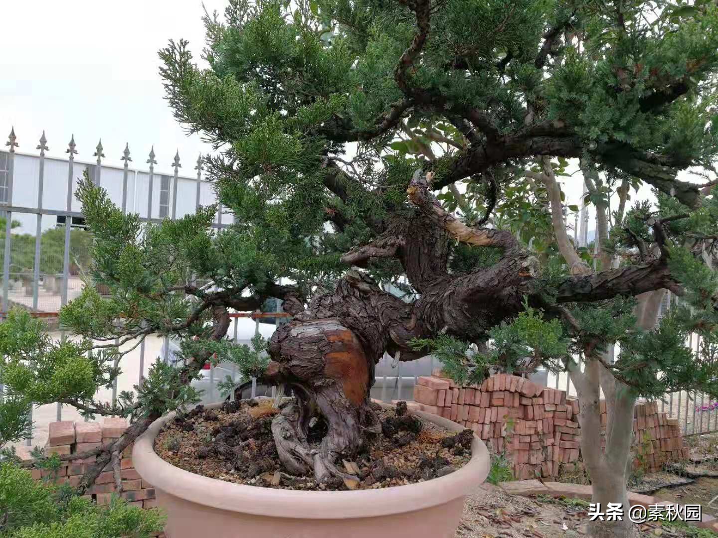 怎样从一棵小苗培养成提根盆景—台湾真柏