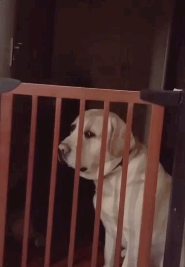 养狗真实感受图片,养狗真实的感受