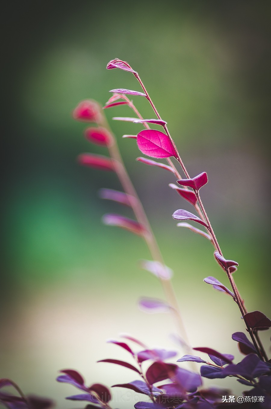 宾得相机配理光的镜头,宾得理光镜头推荐