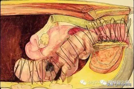 难产母猪助产教程,母猪难产助产六大技巧