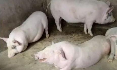 养殖疾病防控怎么样,养殖过程中如何预防和治疗感冒