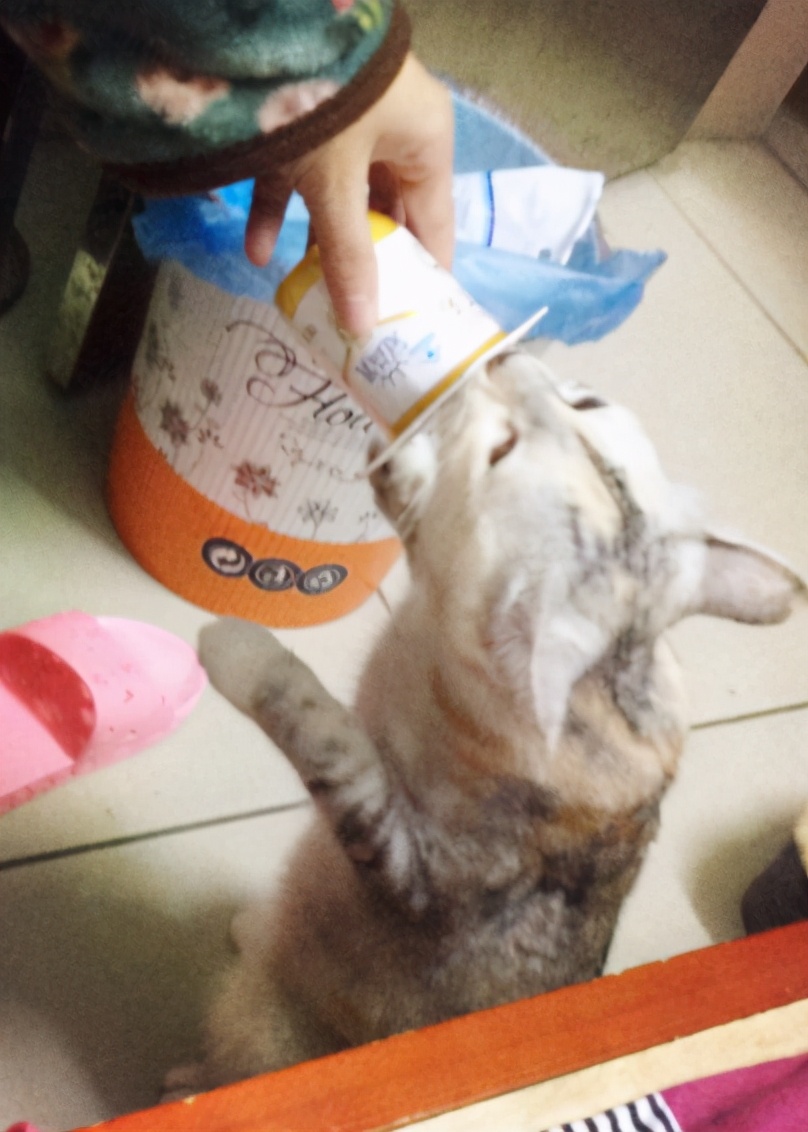 猫咪突然不吃饭也不喝水怎么回事,猫咪拉软便和喝水太多有没有关系