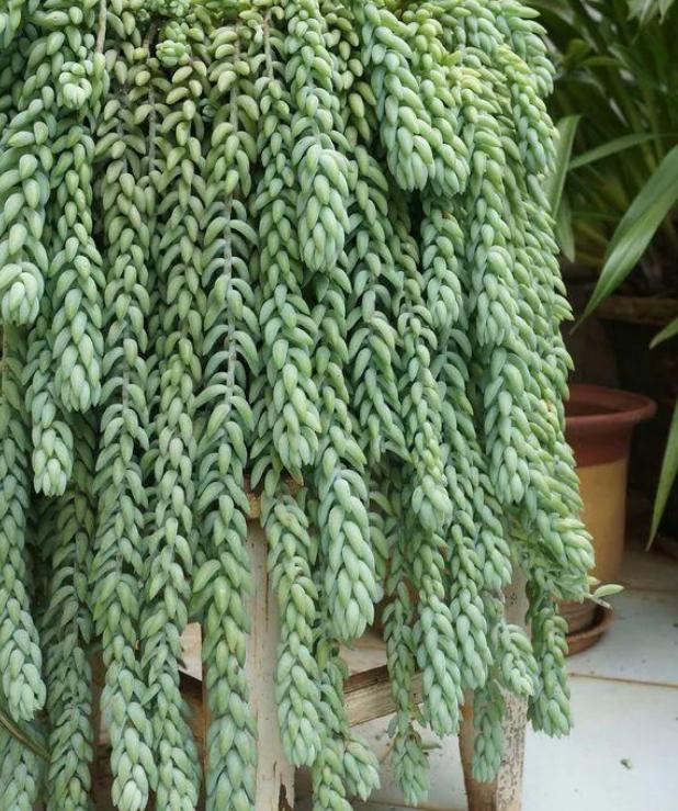 多肉养成垂吊,好养的垂吊多肉