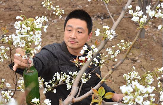 李子树上有干花是什么原因,李子树上挂瓶子