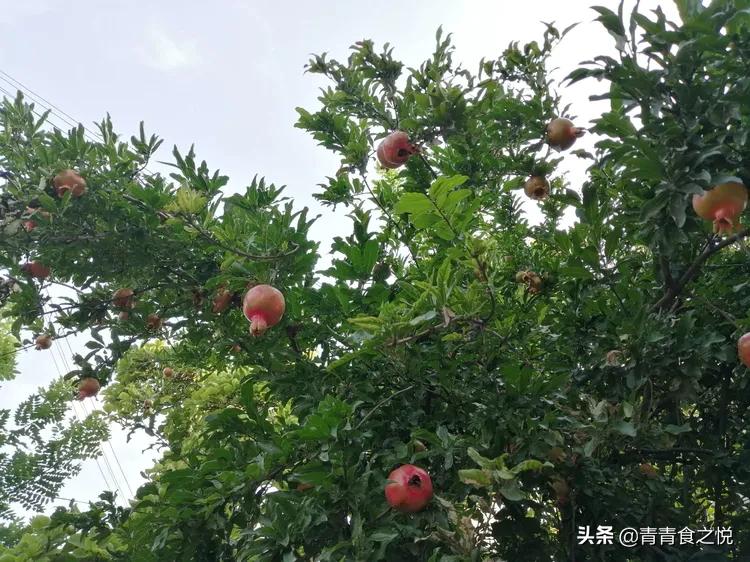 石榴的正确吃法,石榴皮煮水的功效与作用