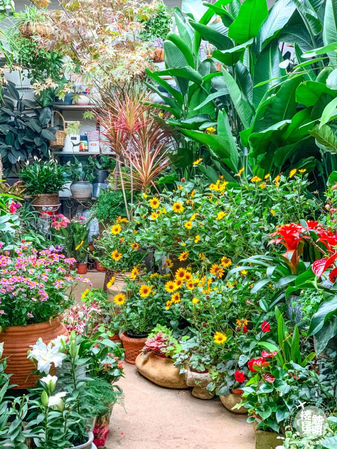 昆明鲜花进货渠道,昆明尚义花市