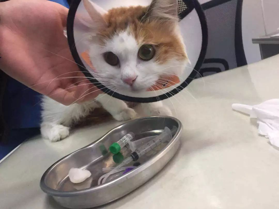 高层养猫必须要装纱窗吗,高层养猫关笼子