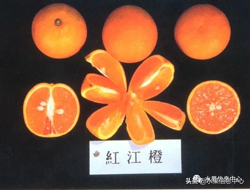 全国橙子产地在哪,中国橙子产地