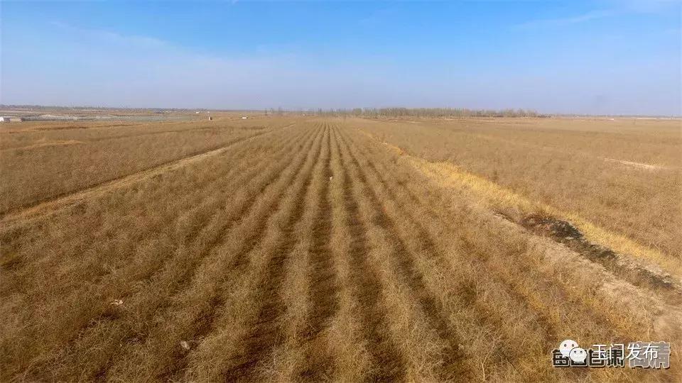 甘肃玉门枸杞项目,甘肃玉门的枸杞怎么样