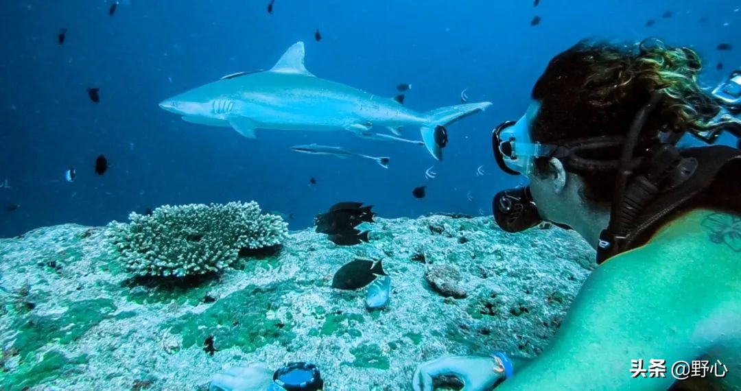 没能去马尔代夫旅游的原因,不会潜水去马尔代夫玩啥