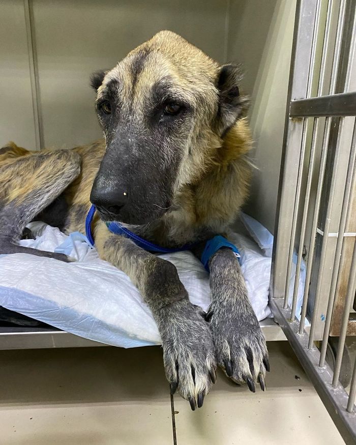 无良的犬舍,无良狗舍金毛是怎么培育出来的