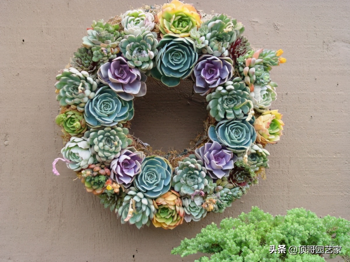 多肉植物盆栽的种植方法,多肉植物花园打造