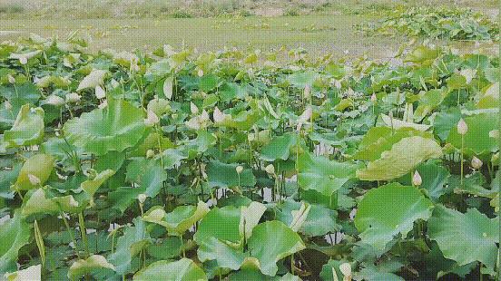 羔羊养殖与羊病的预防,养殖技术与治疗方法