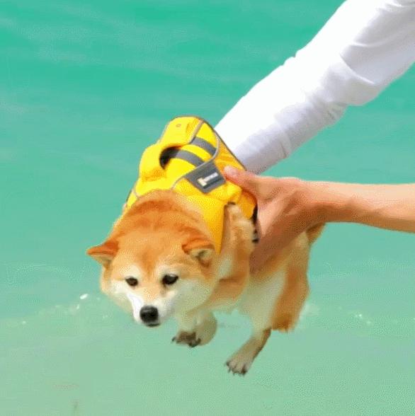 比人还会拍照的狗,简直萌炸朋友圈了