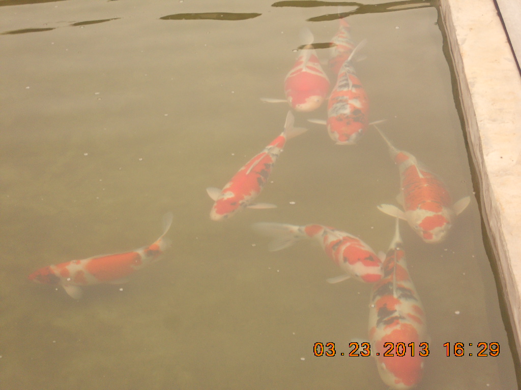 湖南最好的锦鲤养殖基地,湘潭锦鲤养殖