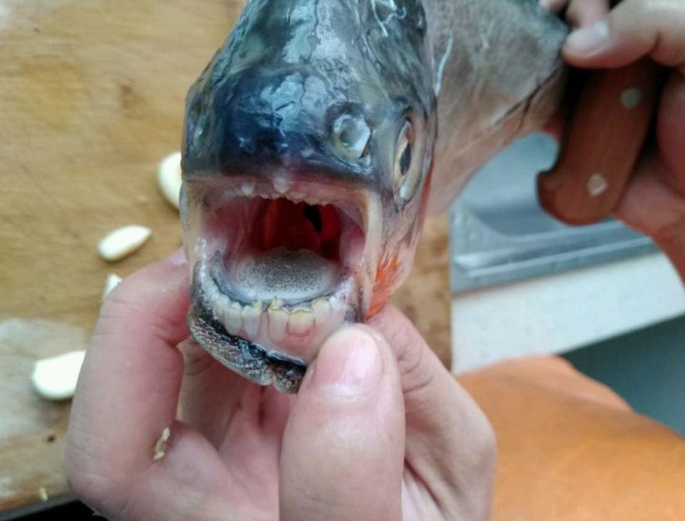 史无前例！澜沧江钓起大量红鲳鱼，满口利齿轻松咬断树枝