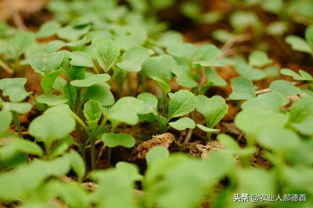 白菜萝卜生虫用什么农药好用,白菜菜青虫打不死怎么办
