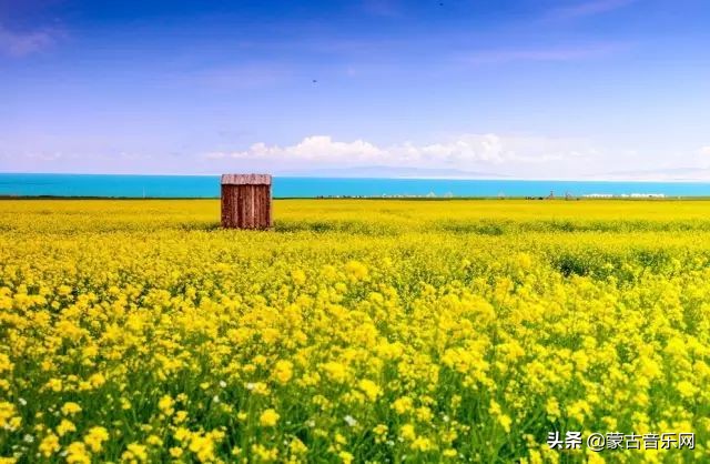 新歌推荐|乌兰娜《童年的油菜花》油菜花开正当时不负*光春**不负己