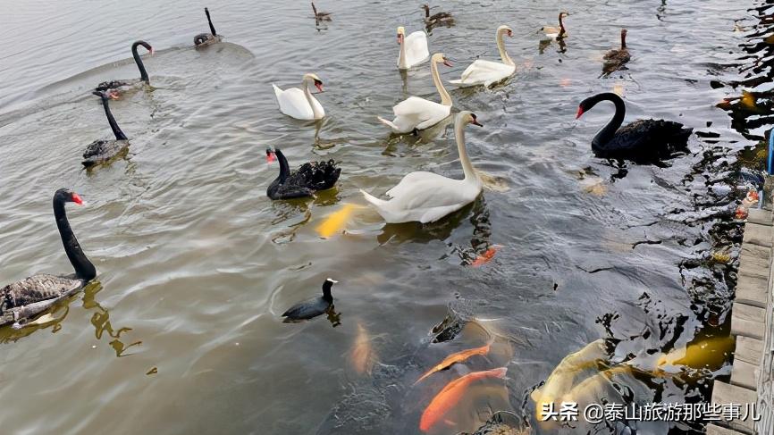 安泰壹号,值得玩的周边野生动物园