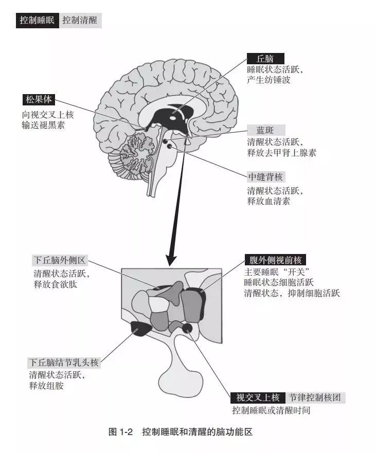 斯坦福大学研究出最有效睡眠方法,研究如何睡好觉