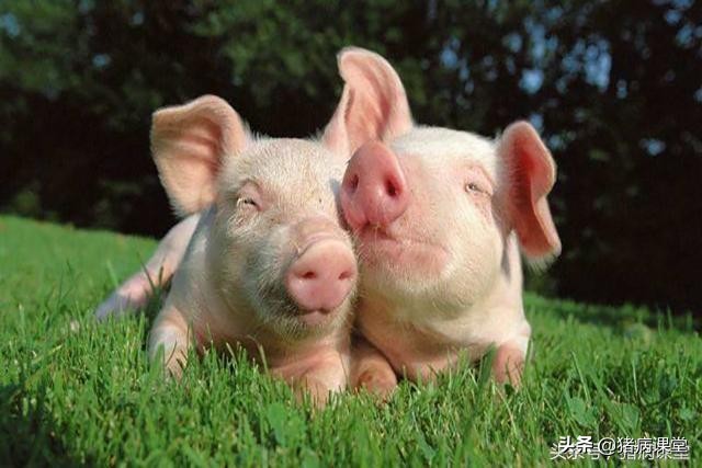 种公猪的精子保存技术,种公猪精子稀如何治疗