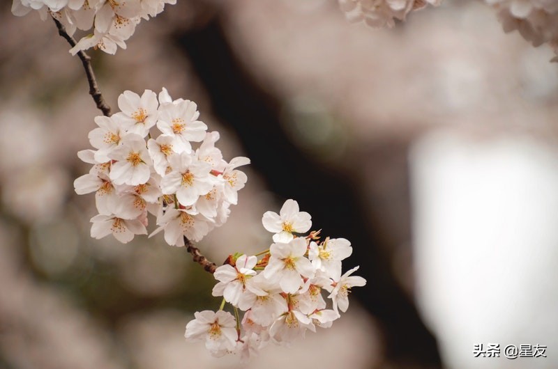 双鱼座集合了所有星座,双鱼座集合了十二星座的优缺点