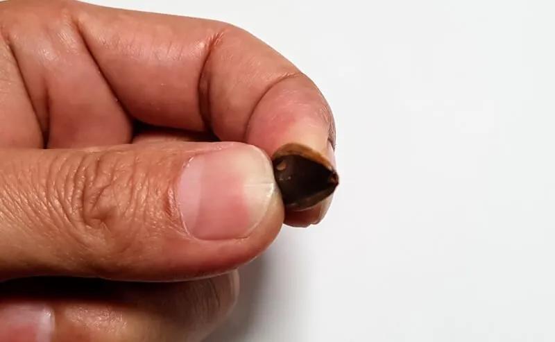 纳尼?为什么日本人不会嗑瓜子?看到中国人单手“吃”惊呆!