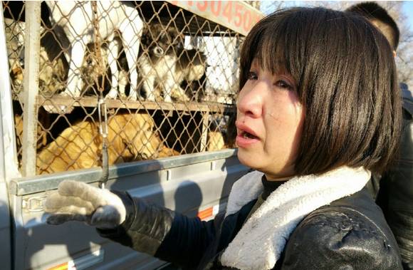 急需救助流浪狗,大量可怜的流浪狗