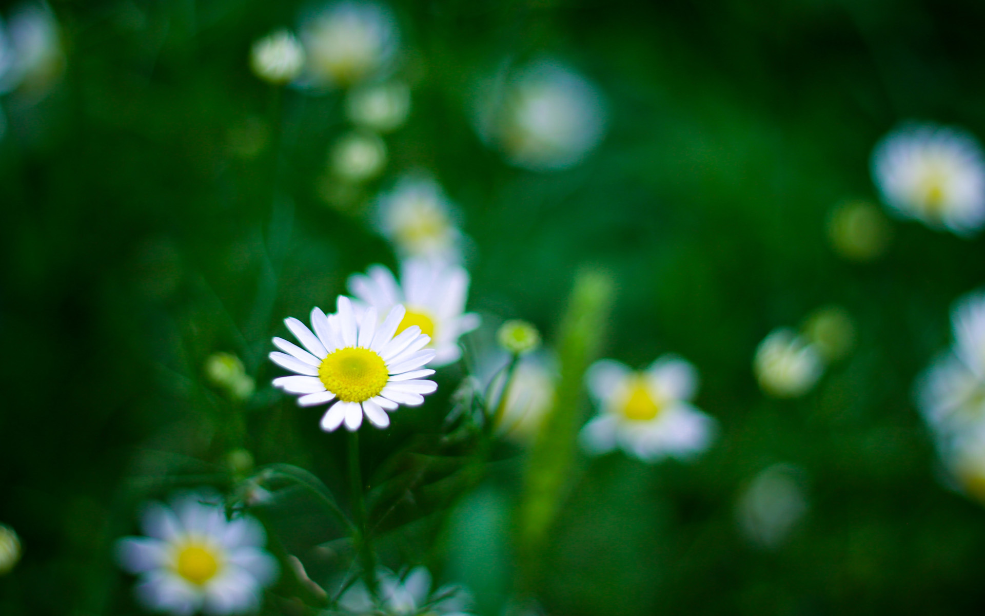 古诗必背成语,40个出自古诗词名句里的成语