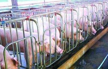 母猪打栏是怎么回事,母猪不吃料撞栏怎么回事