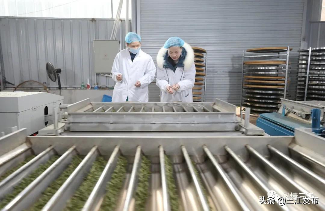 侗乡赶制早春茶,春茶上市喝真茶还是套路