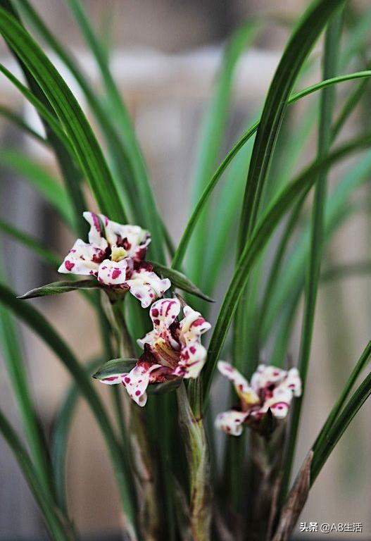 中国兰花名品录,春兰兰花名品大全