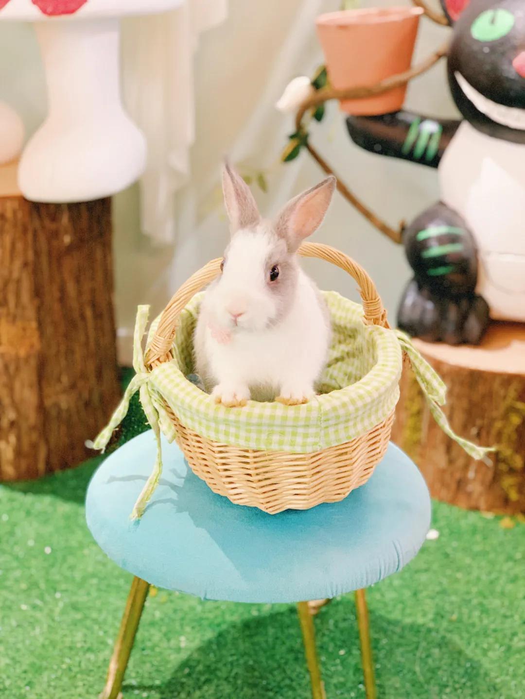 兔子馆三里屯,深圳三里屯兔子馆