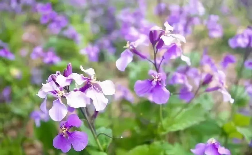 不输日本的3个赏樱地,何必舍近求远国内10大赏樱胜地