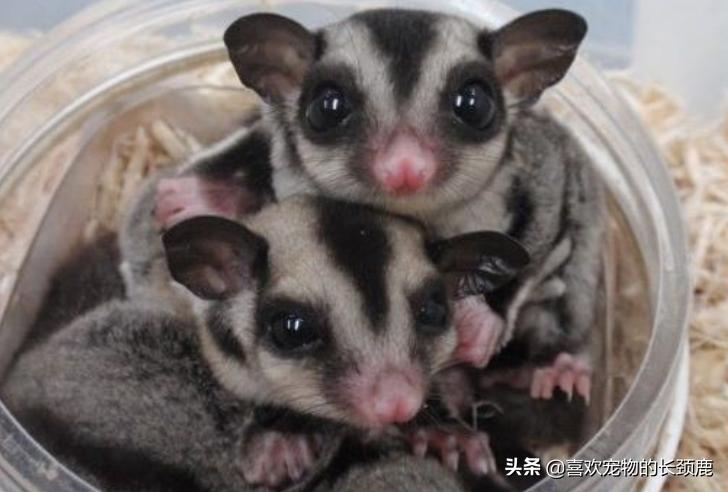 蜜袋鼯怎么养更容易上手,小蜜袋鼯有什么注意事项