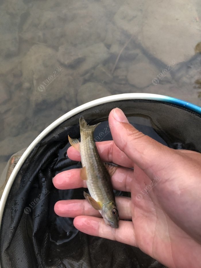 水底小鱼多就会没大鱼,自然水域没鱼情